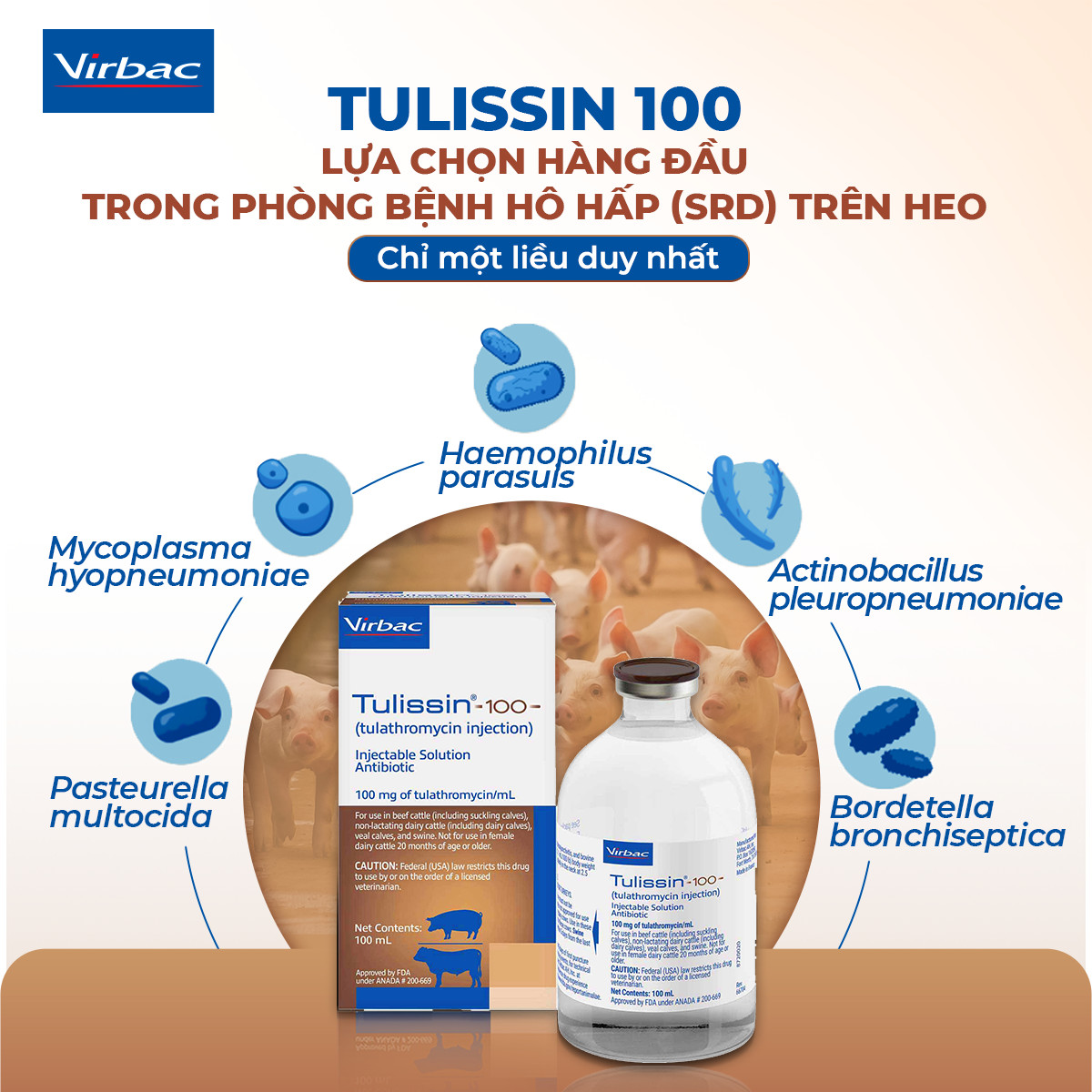 TULISSIN 100 - LỰA CHỌN HÀNG ĐẦU TRONG PHÒNG BỆNH HÔ HẤP (SRD) TRÊN HEO
